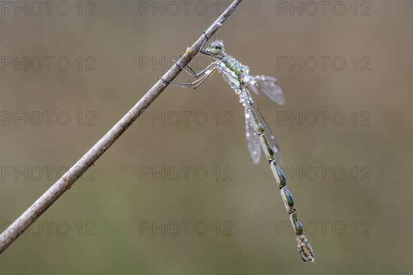 Lestes virens (Lestes virens), Emsland, Lower Saxony, Germany