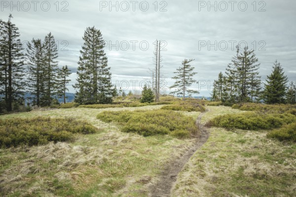 Ascent to Heugstatt, Bavarian Forest, Bavaria, Germany