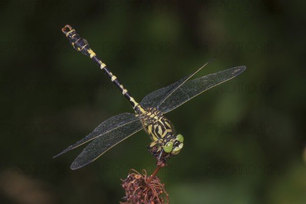 Onychogomphus forcipatus) Male sitting on a brown plant part, surrounded by a blurred green background, Baden-Württemberg, Germany