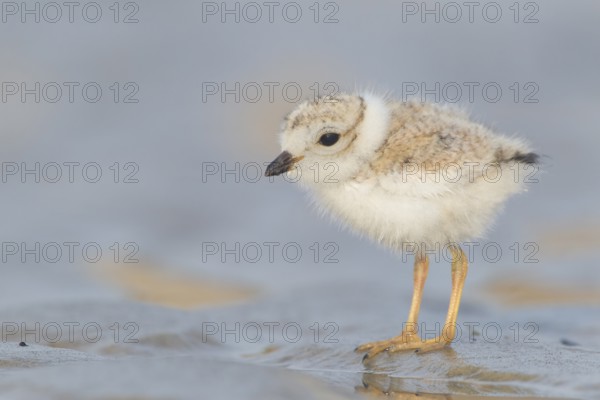 Piping Plover : Crane Beach : Ipswich, MA