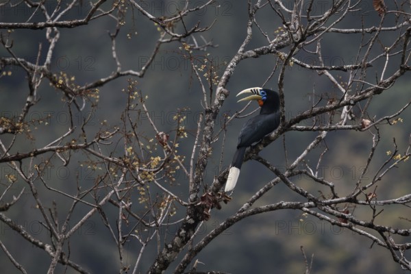 Rufous-necked Hornbill (Aceros nipalensis) male perched in tree, Manas National Park, Bhutan