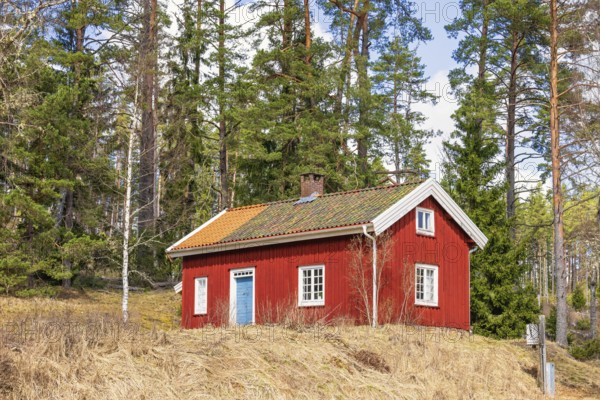 Idyllic red wooden cottage by the forest edge with pine trees a sunny spring day, Sweden