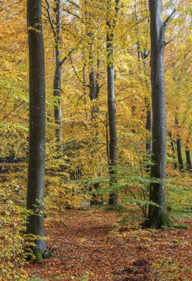 Colorful beech forest in Sankt Olof, Scania, Sweden, Scandinavia