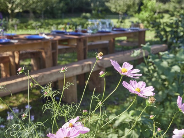 Pink Cosmos bipinnatus flowers growing in summer garden near served wooden banquet table during holiday celebration on sunny day