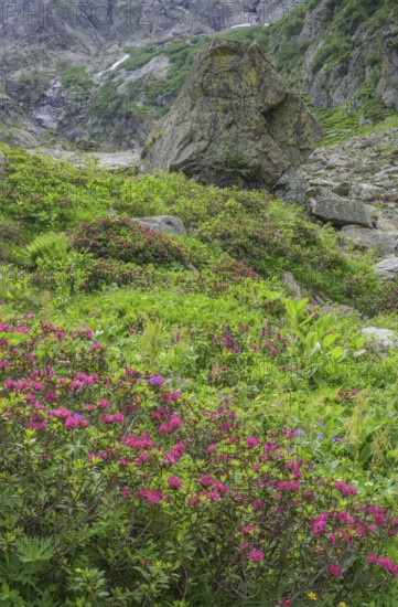 Hairy Alpenrose (Rhododendron hirsutum) or alpine rose, Entracque, province of Cuneo, Italy