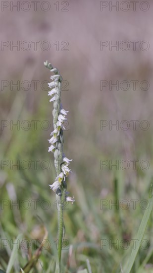 Autumn helleborine (Spiranthes spiralis), autumn helleborine, small orchids, very rare, flowering panicle on a nutrient-poor meadow, close-up, Hesse, Germany
