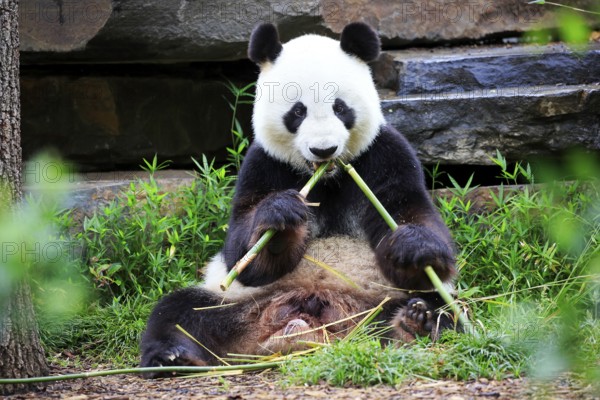 Giant Panda (Ailuropoda melanoleuca), adult feeding, Adelaide, South Australia, Australia, captive