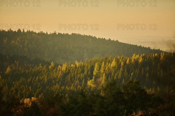 View over the trees and forest of the front bavarian forest in autumn near Wiesent, Upper Palatinate, Bavaria, Germany