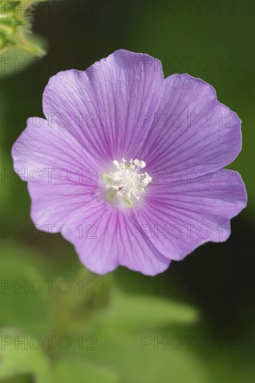 Crested summer mallow (Anoda cristata), flower, ornamental plant, North Rhine-Westphalia, Germany