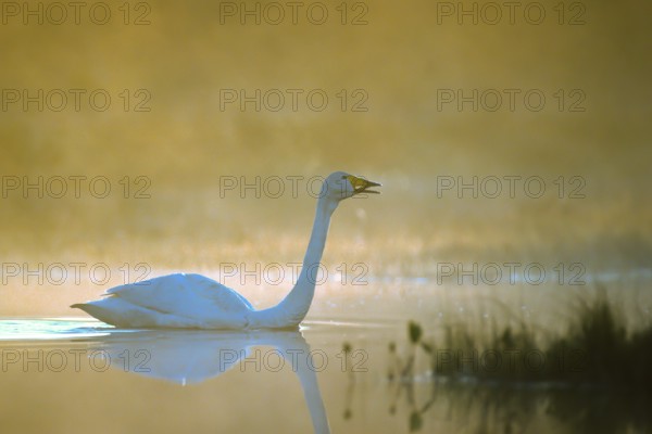 Whooper swan. Cygnus cygnus. Whooper swan crying. Kuusamo area. Finland
