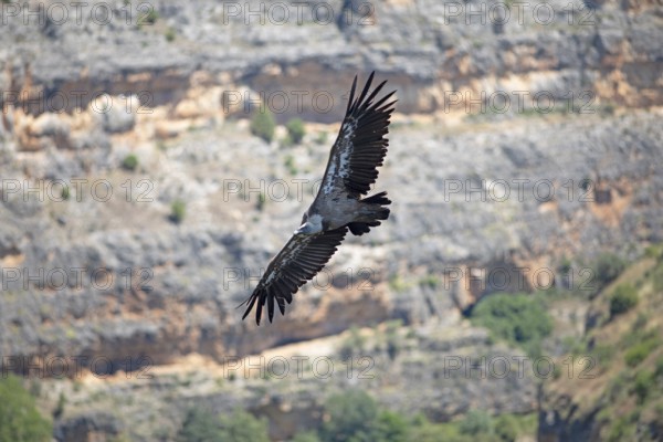Griffon vulture (Gyps fulvus) in flight, Hoces del Duratón nature reserve, Segovia province, Castile and Leon, Spain