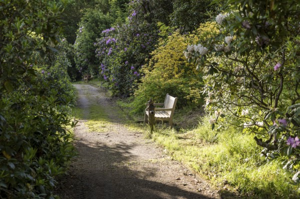 Rhododendron park, old rhododendrons in bloom, path and white bench in the castle park of Thürmsdorf, Struppen, Saxon Switzerland, Saxony, Germany