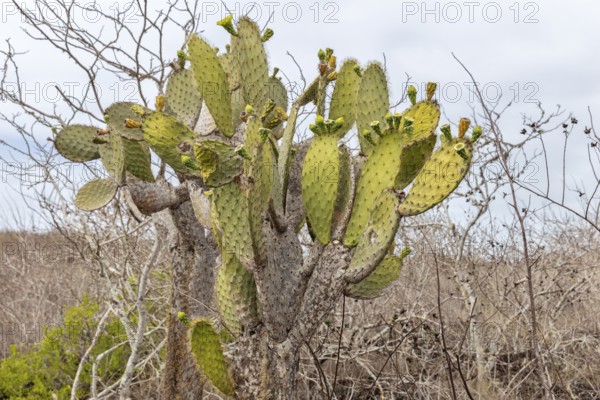 Opuntia oricola (Cactaceae), San Cristobal, Galapagos, Ecuador