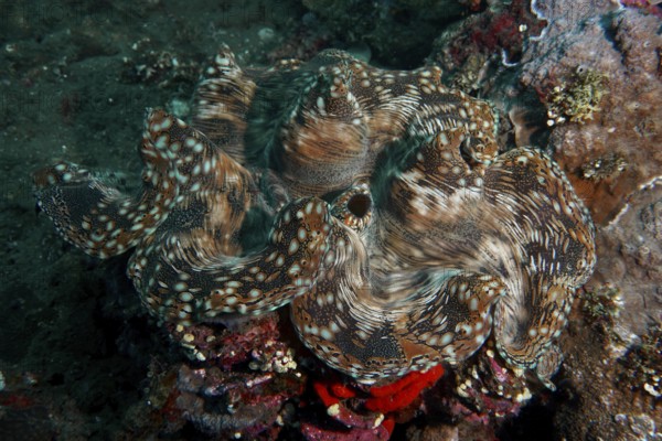 Giant clam, killer clam (Tridacna squamosa) with complex texture on the seabed shows fascinating patterns, dive site Puri Jati, Umeanyar, Bali, Indonesia