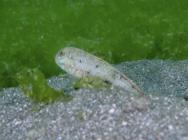 A spotted fish, spiny-cheeked goby (Oplopomus oplopomus), in sand and algae, perfectly adapted to the environment, dive site Secret Bay, Gilimanuk, Bali, Indonesia