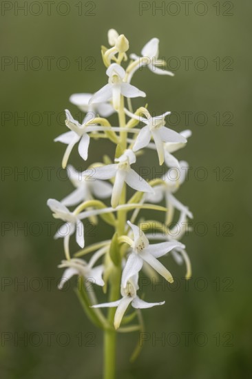 Lesser butterfly-orchid (Platanthera bifolia), Emsland, Lower Saxony, Germany