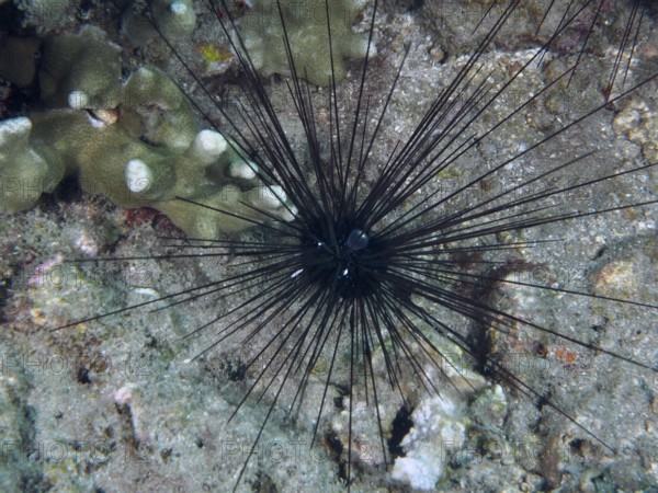 Arbacia lixula, Diadem sea urchin (Diadema setosum), on sandy and coral-covered seabed, dive site Pidada, Penyapangan, Bali, Indonesia