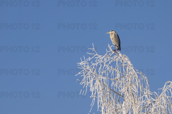 Grey heron (Ardea cinerea) sitting on the top of a tree, Schlitters, Tyrol, Austria