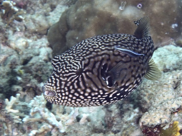 A dotted map pufferfish (Arothron mappa) swimming near corals with a cleaner fish, dive site Spice Reef, Penyapangan, Bali, Indonesia