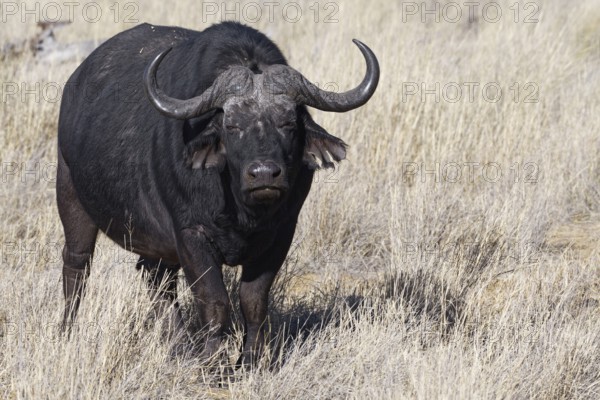 Cape buffalo (Syncerus caffer), adult male in tall dry grass, eye contact, savanna, Mahango Core Area, Bwabwata National Park, Kavango East, Caprivi Strip, Namibia