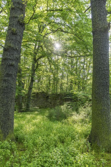 Ruins of the former Körse hilltop castle in Kirschau, Upper Lusatia, Saxony, Germany
