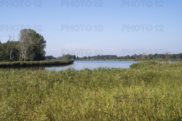 Landscape on the Achterwasser, Koserow, Usedom Island, Baltic Sea, Mecklenburg-Western Pomerania, Germany