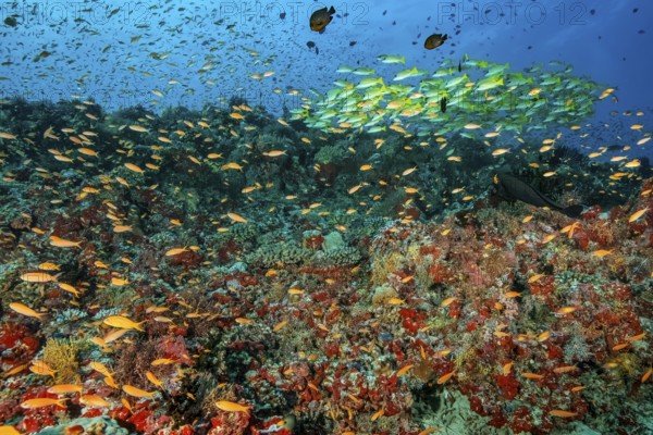 Fish-rich colourful vibrant coral reef of stony corals (Scleractinia) above large shoal of jewel flag perch (Pseudanthias squamipinnis) jewel flag perch right back group many blue stripe snapper (Lutjanus kasmira) blue stripe snapper, Indian Ocean, Maldives