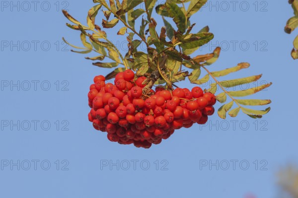Red cluster of rowan berries with leaves against a blue background, rowan berries (Sorbus aucuparia), plant, shrub, flora, bird tree, Fehmarn Island, East Holstein, Schleswig-Holstein, Germany