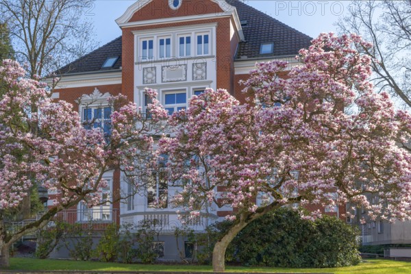 Magnolia blossom in front of villa in Bückeburg Germany