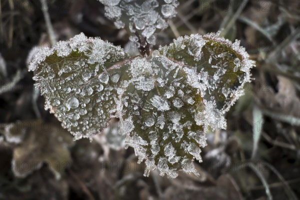 Close-up, leaves with hoarfrost, Weinviertel near Hadres, Lower Austria, Austria
