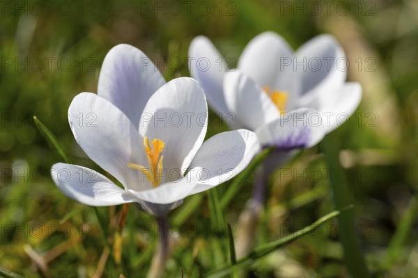 Two white flowering crocuses (Crocus), North Rhine-Westphalia, Germany