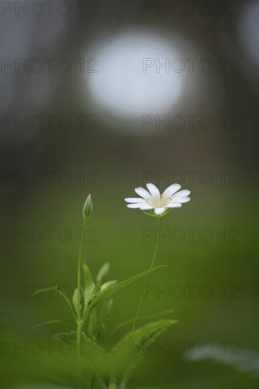 Close-up of a greater stitchwort (Stellaria holostea), portrait format, nature photo, nature photograph, diffuse light, Neustadt am Rübenberge, Lower Saxony, Germany