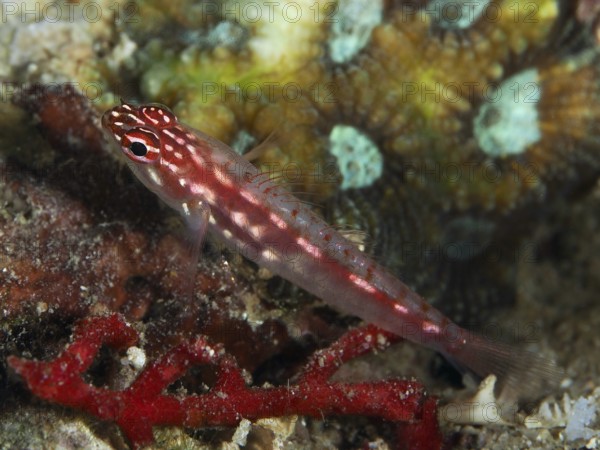 Small red-spotted fish, hairfin dwarf goby (Eviota prasites), dwarf goby, on a coral reef, dive site Spice Reef, Penyapangan, Bali, Indonesia