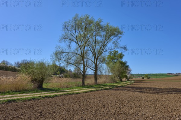 Landscape with country lane and trees under a clear blue sky, surroundings appear peaceful and spacious, Pflaumheim, Großostheim, Bavaria, Germany