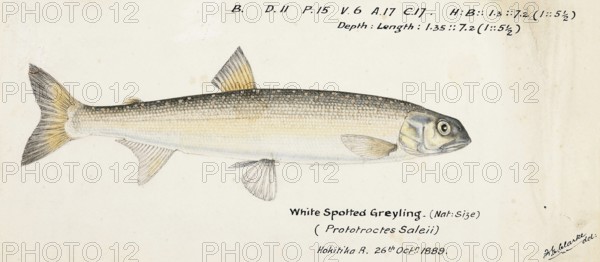 New Zealand grayling, Prototroctes oxyrhynchus, New Zealand grayling, fish, reproduction of an original, by Frank Edward Clarke (b. 1849, d. 1899), ichthyologist and scientific draughtsman