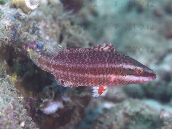 Red cheek stripe damselfish (Oxycheilinus digramma) juvenile swimming next to reef rock in clear water, dive site Close Encounters, Permuteran, Bali, Indonesia