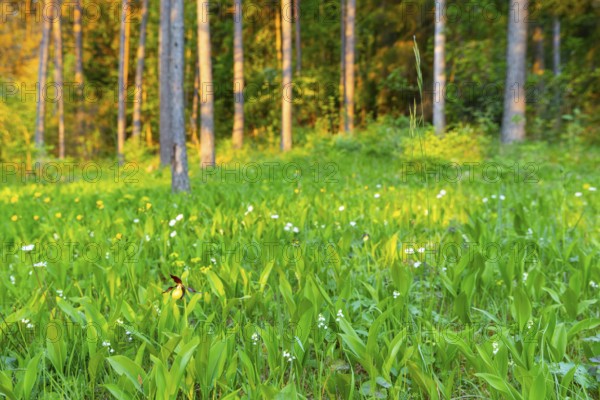 Red-brown lady's slipper (Cypripedium calceolus), orchid family, (Orchidaceae), mixed forest, mountain path, Upper Danube nature park Park, Baden-Württemberg, Baden-Württemberg, Germany