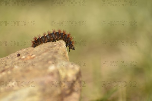 Caterpillar of the golden-haired bark owl (Acronicta auricoma), seen in the Deferegger Alps at 1700 m altitude, East Tyrol, Austria