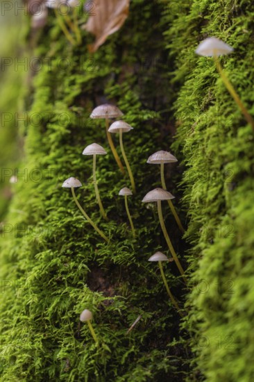 Small mushrooms rising from the green moss on a tree trunk, Monbachtal, Bad Liebenzell, district of Calw, Black Forest, Germany