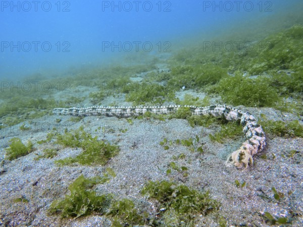 Long and patterned Feather mouth sea cucumber (Synapta maculata) lies on a sandy seabed covered with algae, dive site Secret Bay, Gilimanuk, Bali, Indonesia