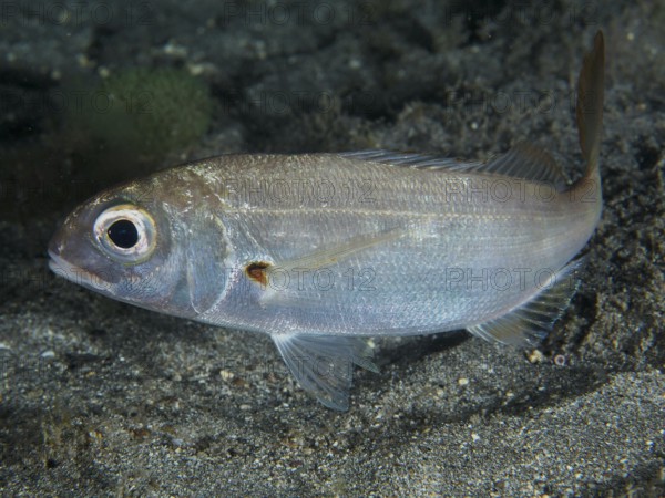 Close-up of a silver fish with large eye, red bream (Pagellus erythrinus), underwater, dive site Playa, Los Cristianos, Tenerife, Canary Islands, Spain