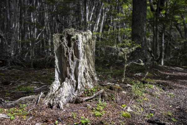 Tree stump along the Pampa Alta hiking trail, Tierra del Fuego National Park, National Route 3, Ushuaia, Tierra del Fuego Province, Argentina
