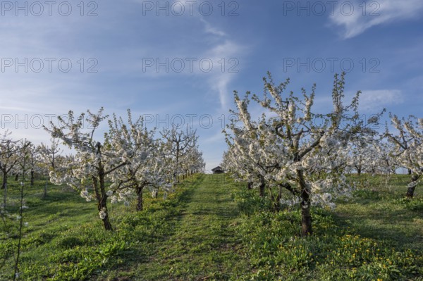 Young, flowering cherry trees of a plantation (Prunus avium), Franconia, Bavaria, Germany