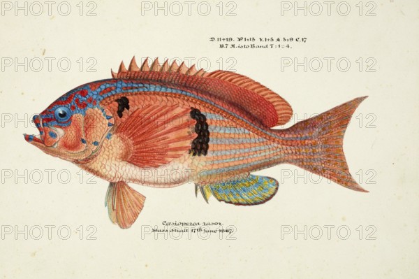 Sawfish, Caesioperca rasor, a saltwater fish of the subfamily of the bannerfish, fish, reproduction of an original, by Frank Edward Clarke (b. 1849, d. 1899), ichthyologist and scientific draughtsman