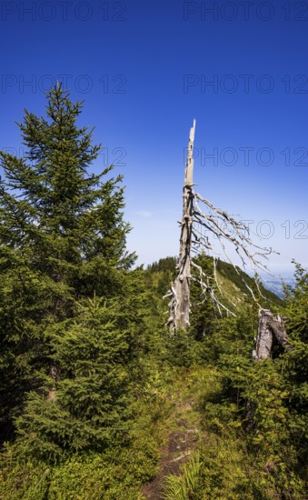 Weathered tree on the path from Ochsenberg to Eibleck, Osterhorn group, Salzkammergut, Salzburg province, Austria