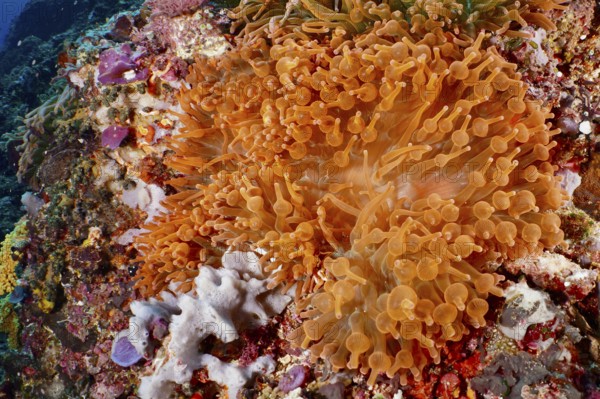 Colourful copper anemone (Entacmaea quadricolor) and corals in bright orange glow under water, dive site Crystal Bay, Nusa Ceningan, Nusa Penida, Bali, Indonesia
