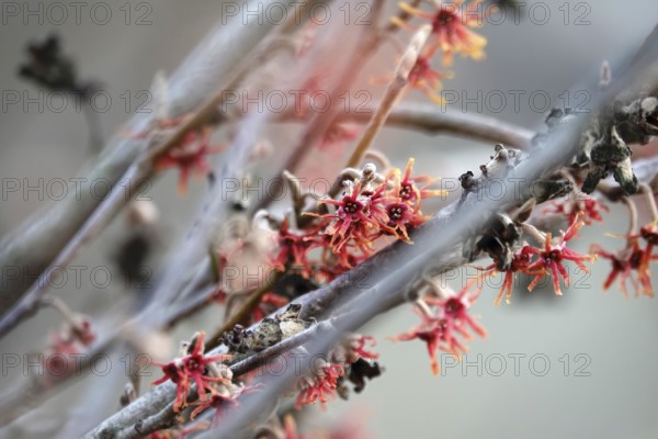 Flowering witch hazel (Hamamelis vernalis), winter, Germany