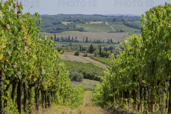 Tuscan landscape, country estate with vineyards, forests, olive trees and cypresses in Chianti, Chianti Region, Tuscany, Italy