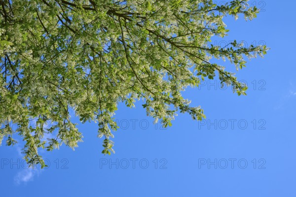 Grape church in bloom, against a blue background in spring, Freiensteinau, Vogelsberg, Hesse, Germany