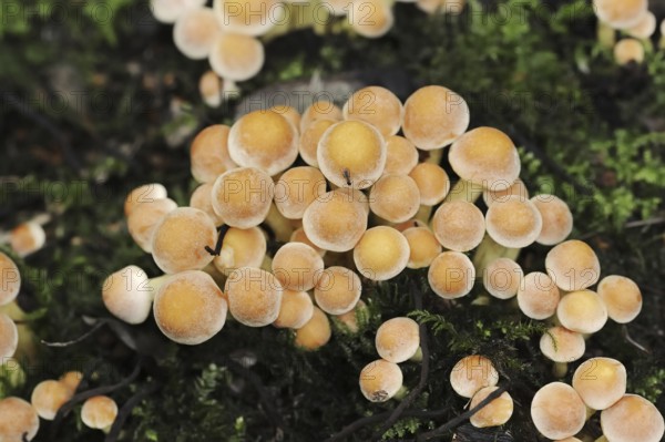 Brick Red Sulphur Head (Hypholoma lateritium, Hypholoma sublateritium), North Rhine-Westphalia, Germany